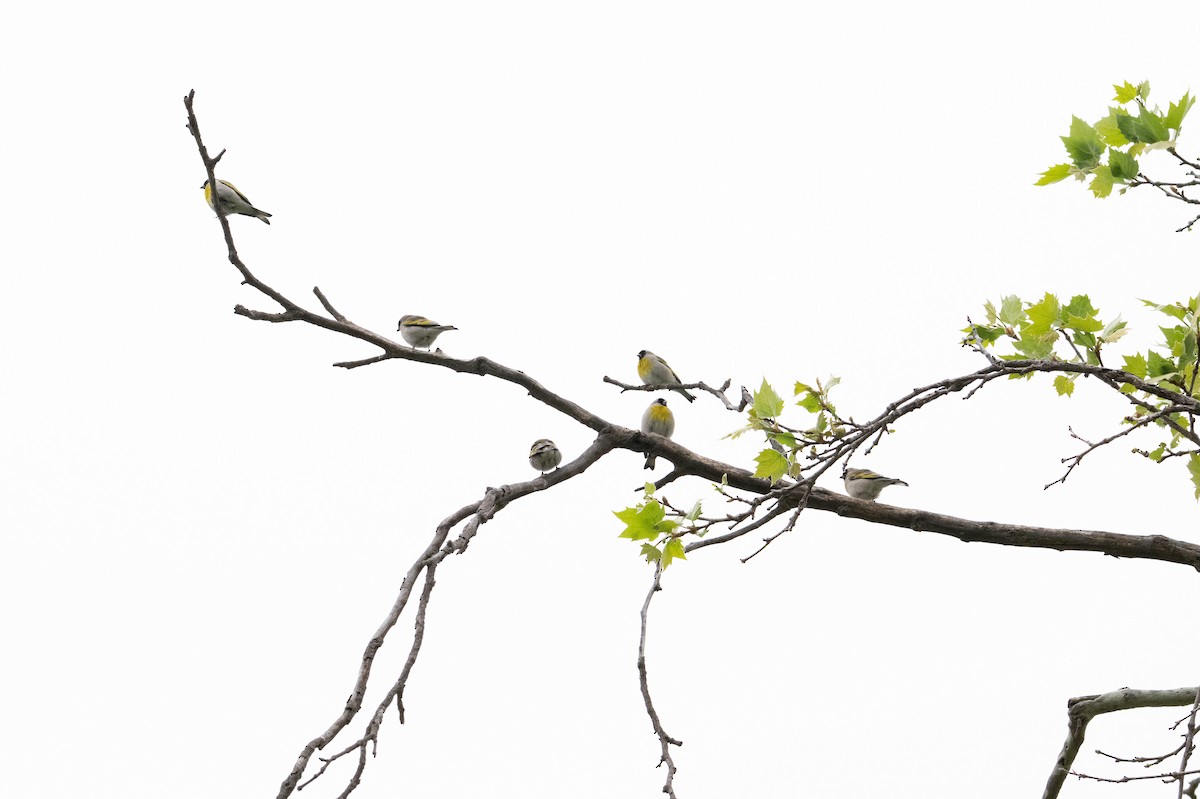 Lawrence's Goldfinch - ML633116605