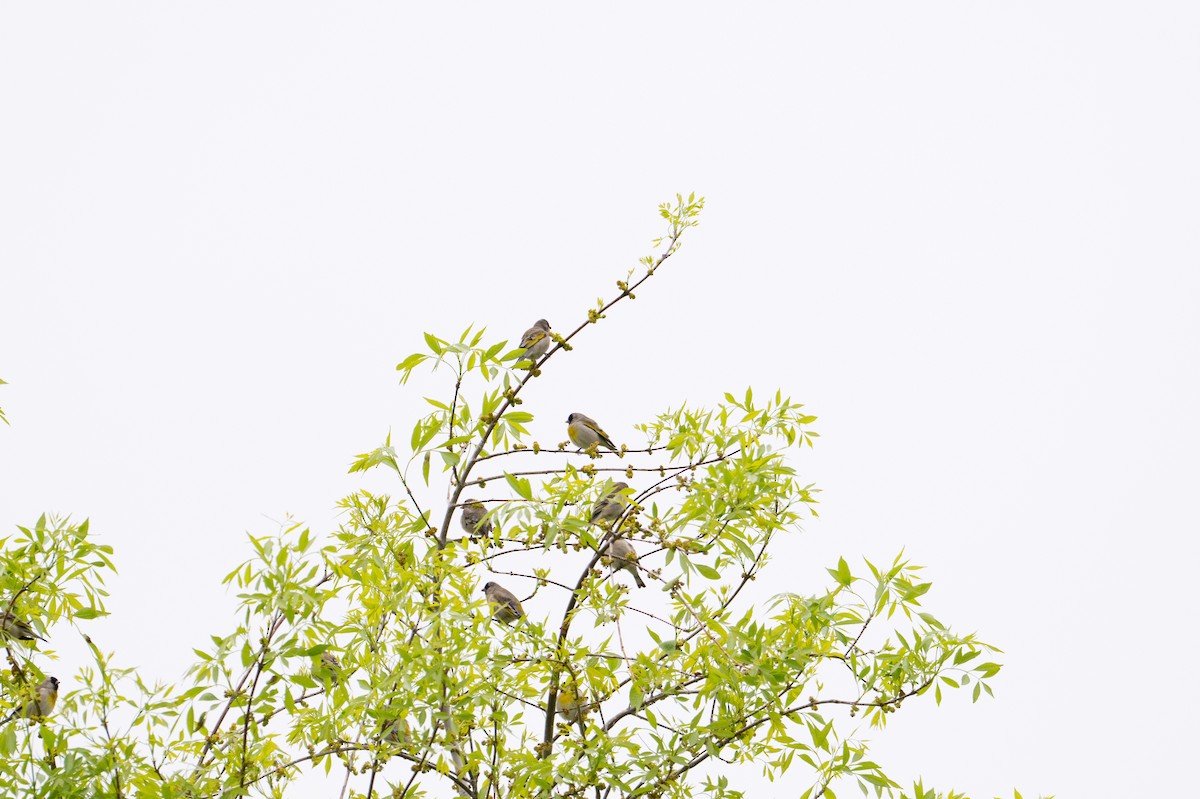 Lawrence's Goldfinch - ML633116608