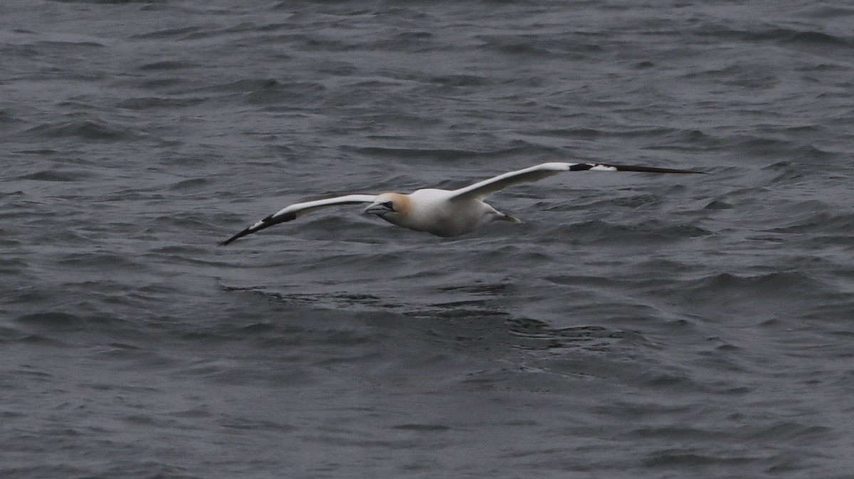 Northern Gannet - ML633116619