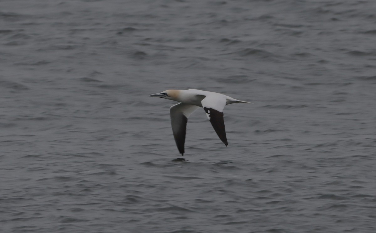 Northern Gannet - ML633116646