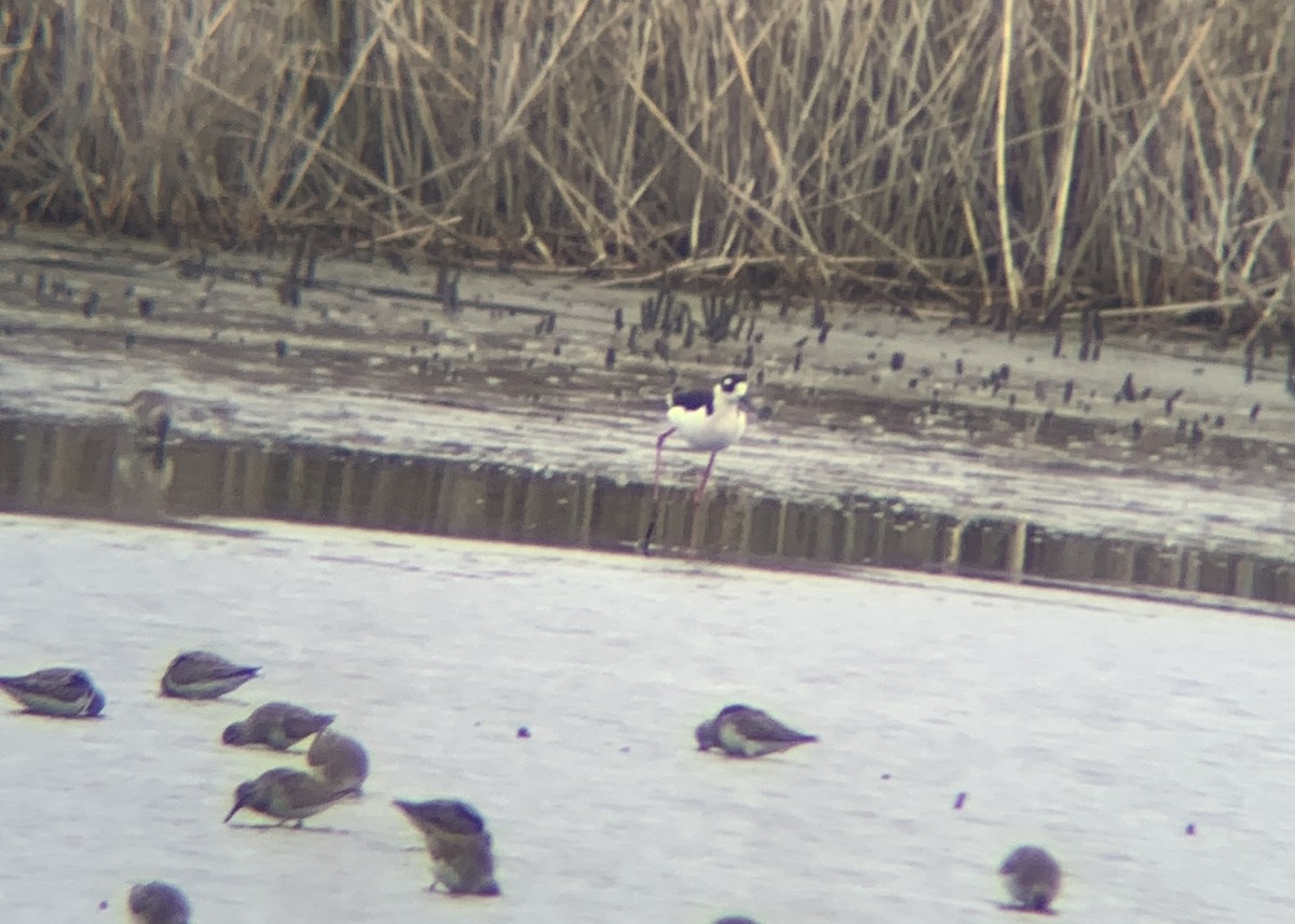 Black-necked Stilt - ML633116676