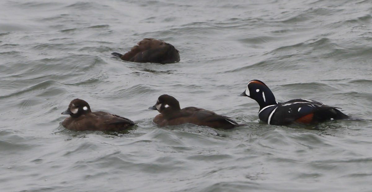 Harlequin Duck - ML633116678