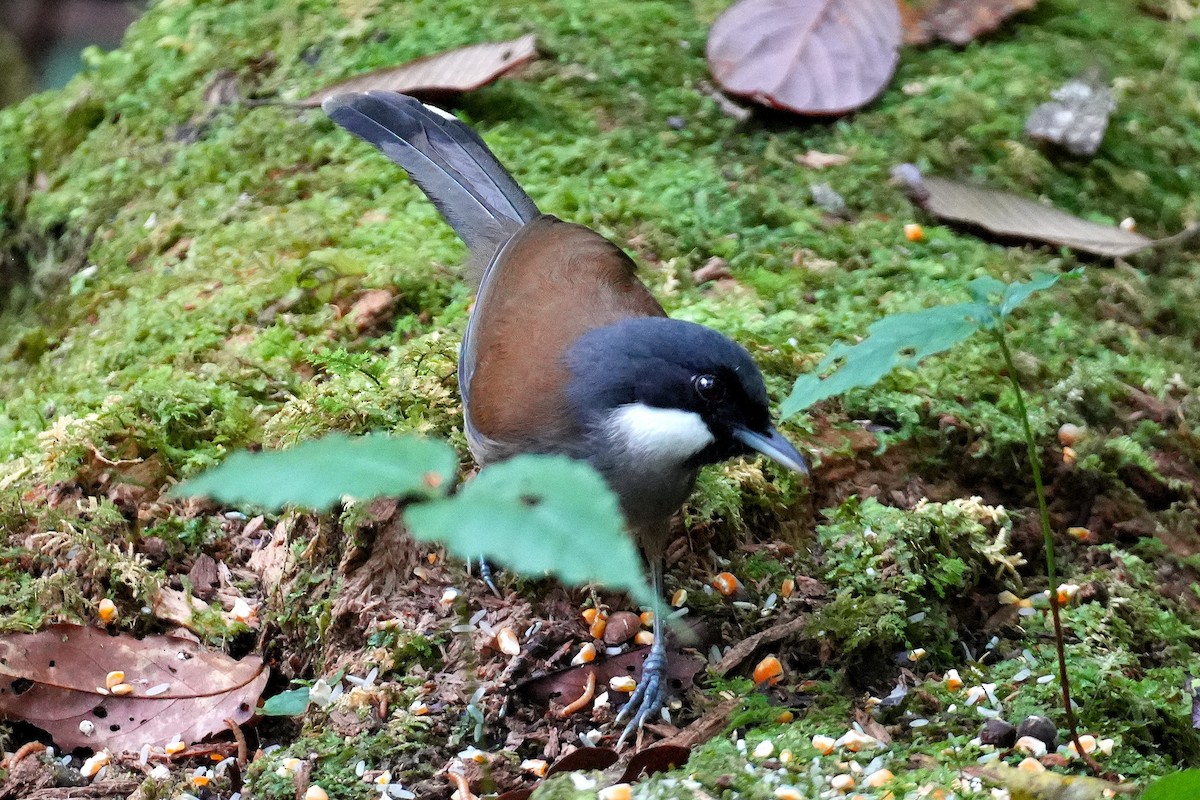 White-cheeked Laughingthrush - ML633116849
