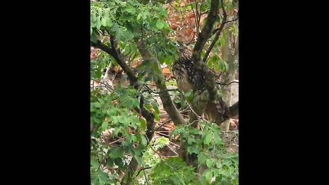 Rock Eagle-Owl - ML633117180
