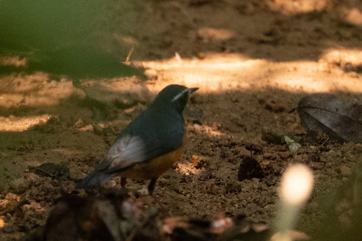 Indian Blue Robin - ML633117230