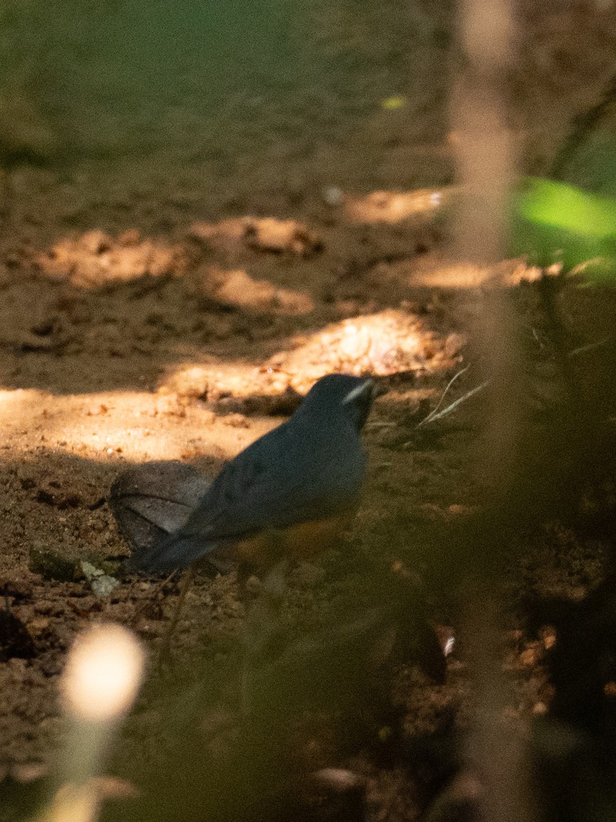Indian Blue Robin - ML633117231