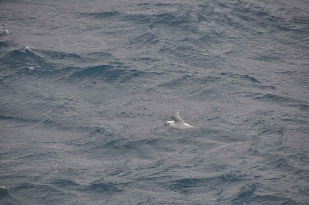 Snow Petrel - ML633117268