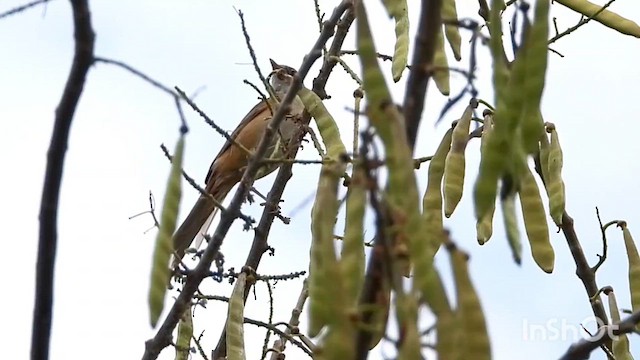 Thick-billed Warbler - ML633117284