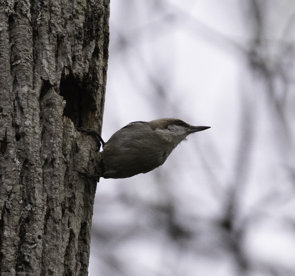 Brown-headed Nuthatch - ML633117333