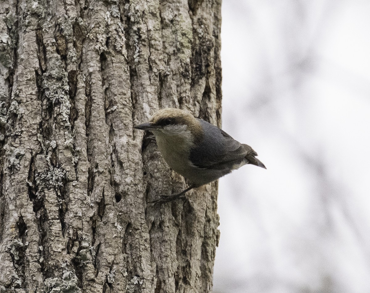 Brown-headed Nuthatch - ML633117334