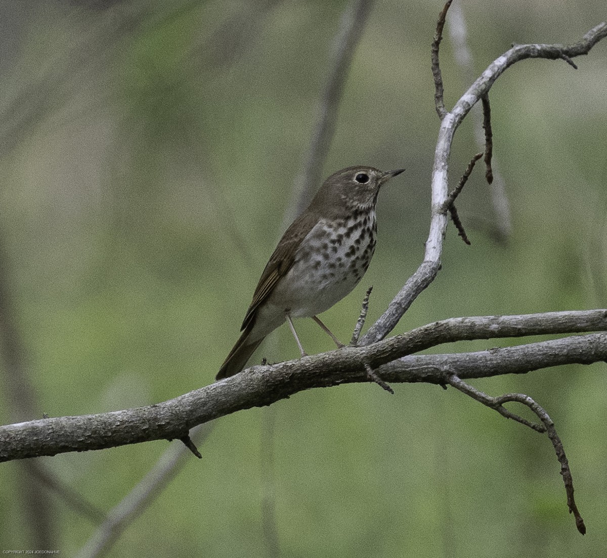 Hermit Thrush - ML633117343