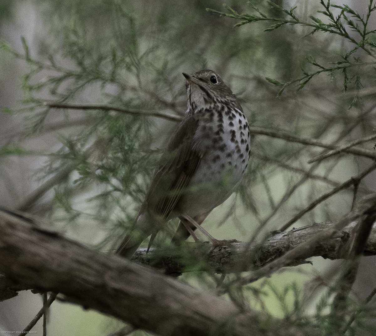 Hermit Thrush - ML633117344