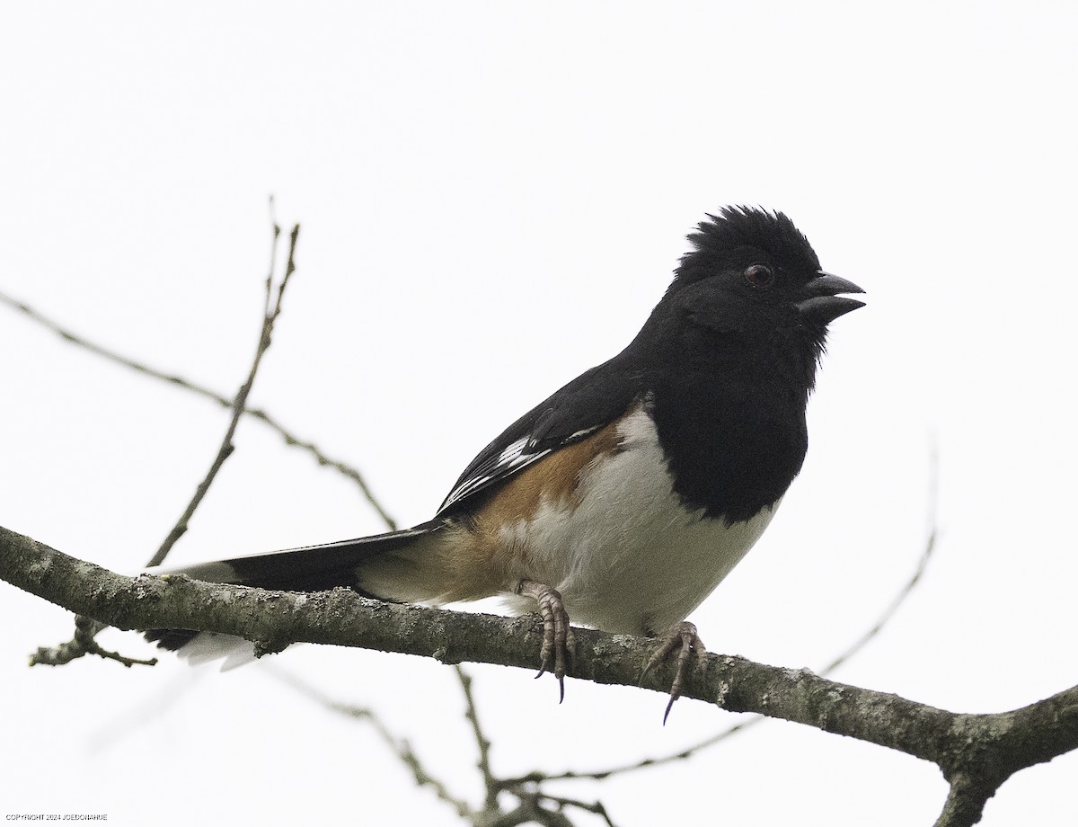 Eastern Towhee - ML633117357