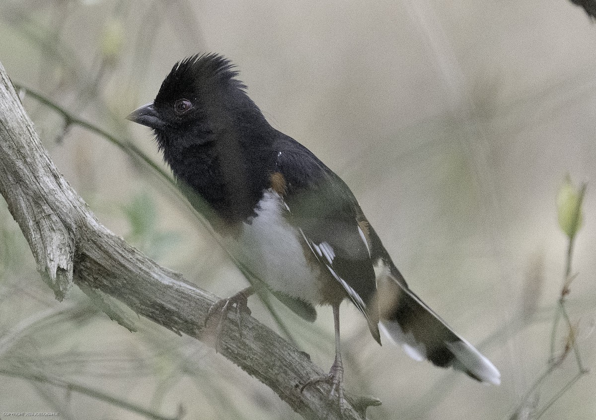 Eastern Towhee - ML633117358