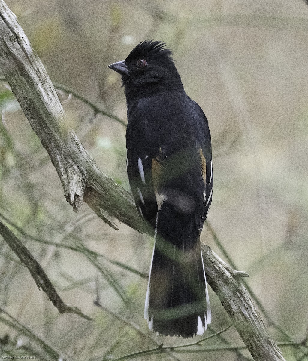 Eastern Towhee - ML633117359