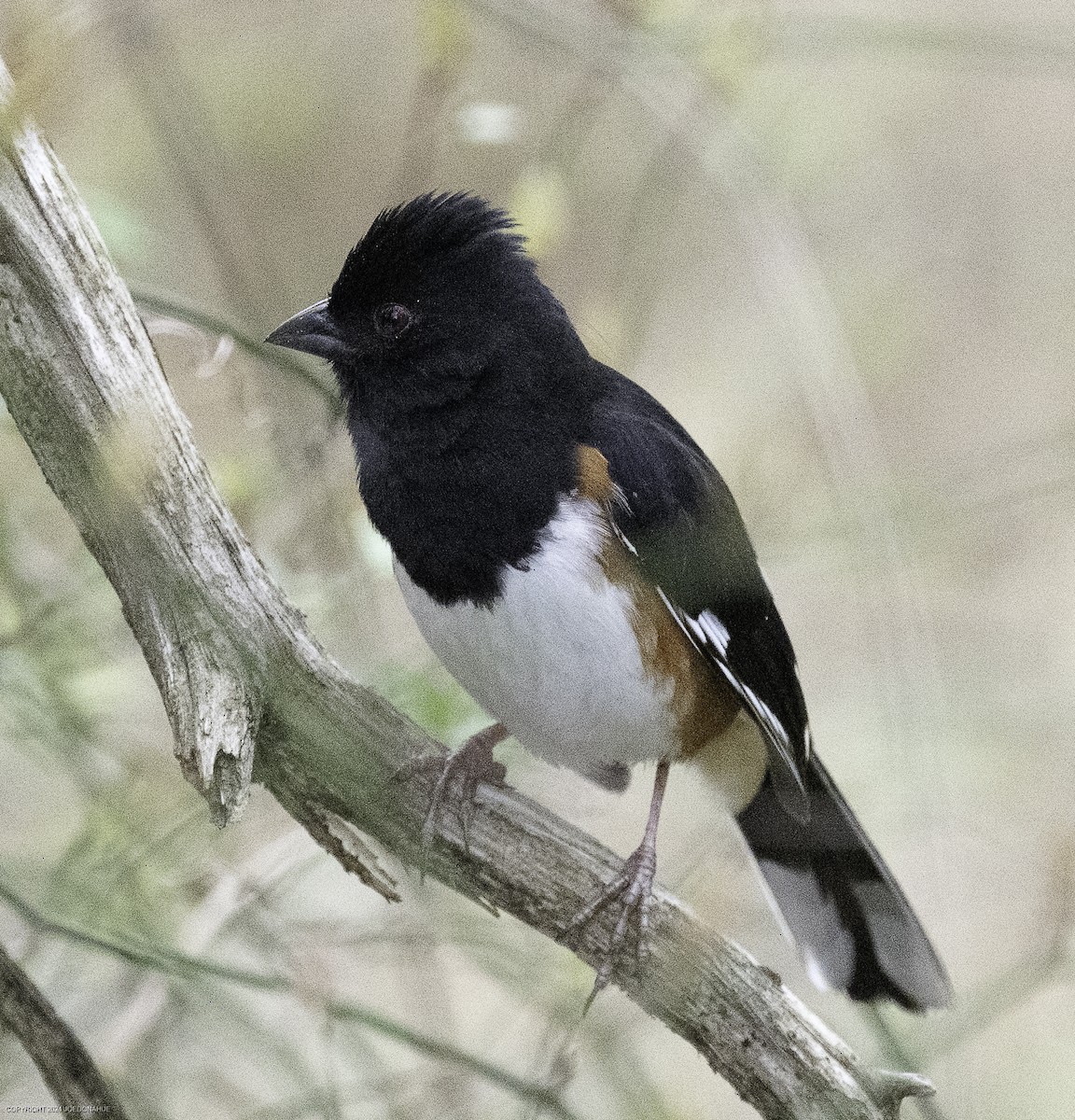 Eastern Towhee - ML633117360