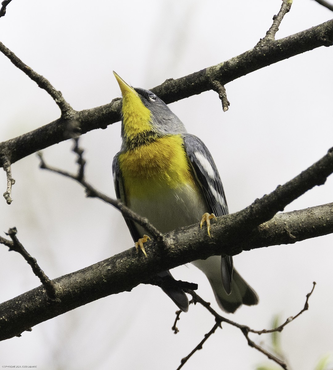 Northern Parula - ML633117368