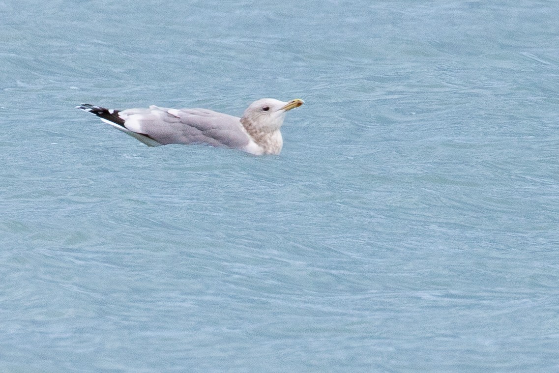 Iceland Gull (Thayer's) - ML633117386