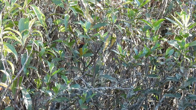Yellow-breasted Brushfinch - ML633117396