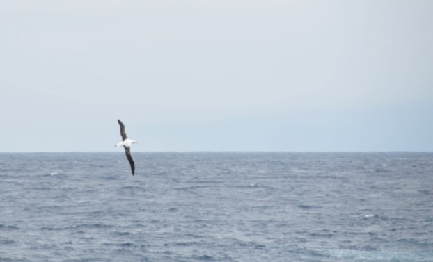 Northern/Southern Royal Albatross - ML633117598