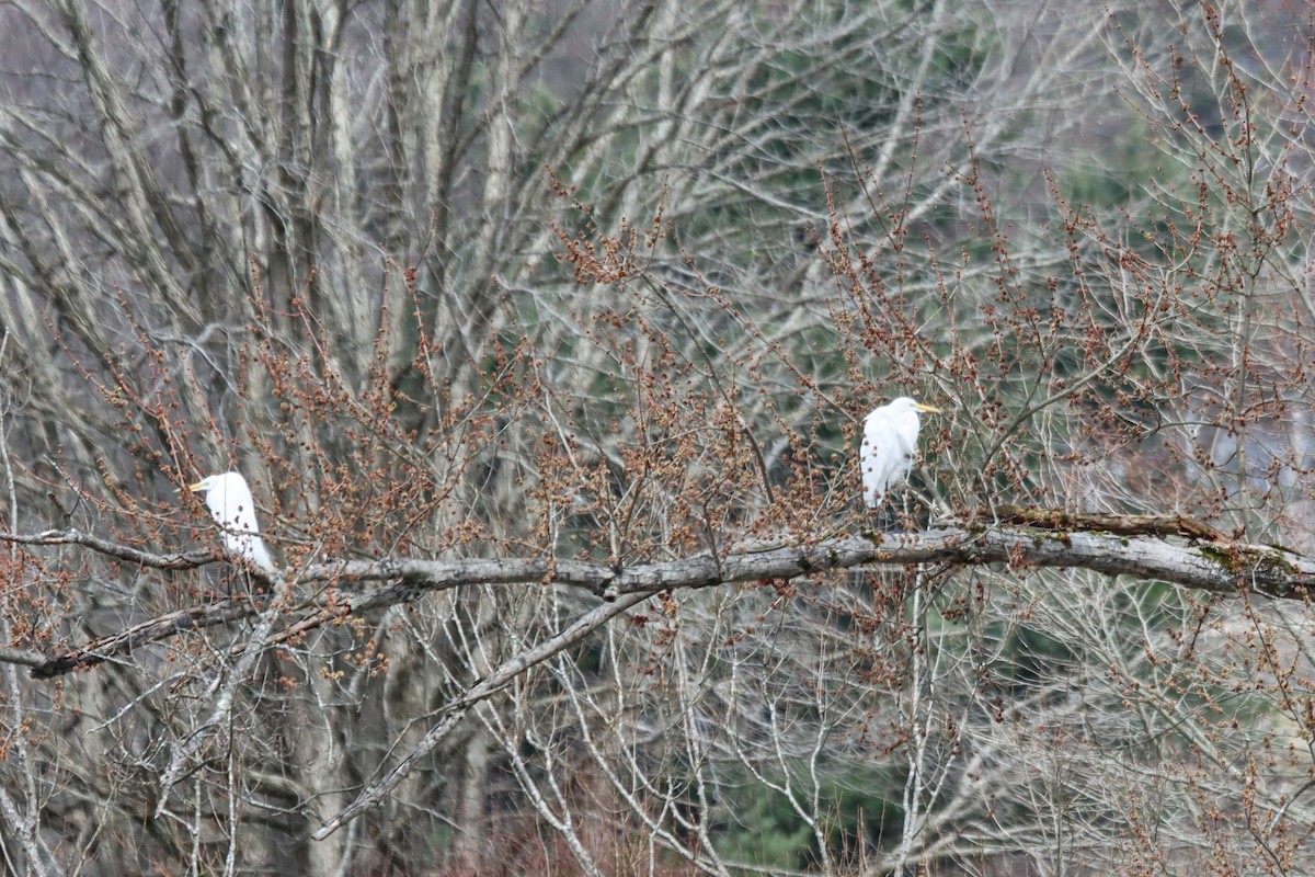 Great Egret - ML633117639