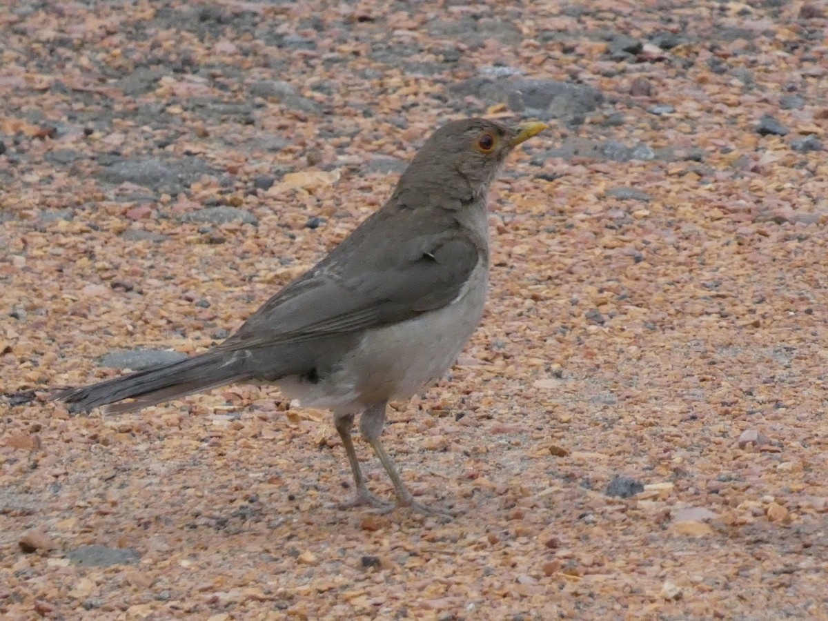 Ecuadorian Thrush - ML633117726