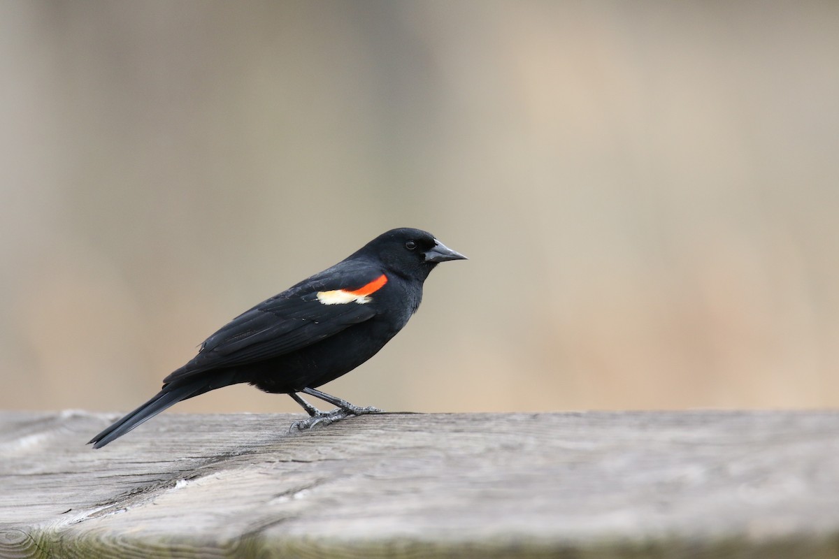 Red-winged Blackbird - ML633117924