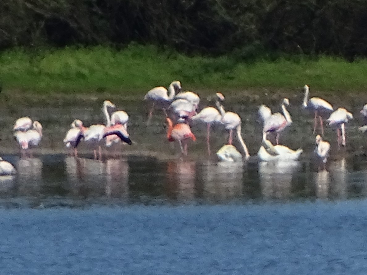 Chilean x American Flamingo (hybrid) - ML633117925