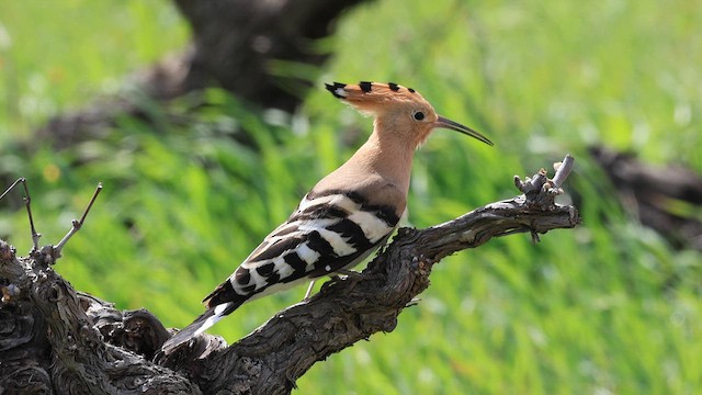 Common Hoopoe - ML633118076