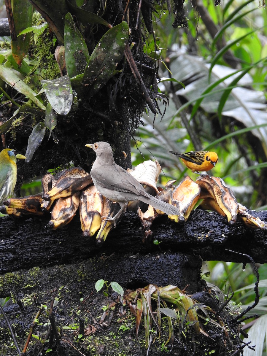 Ecuadorian Thrush - ML633118081