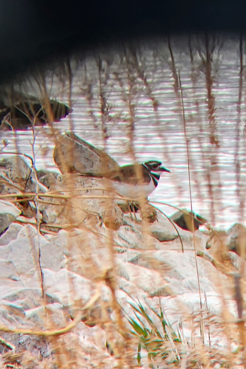 Killdeer - ML633118154
