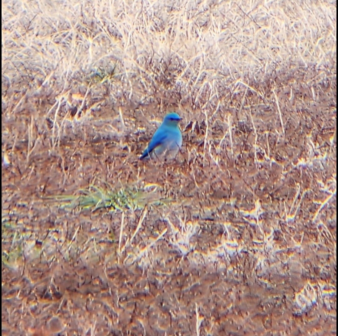 Mountain Bluebird - ML633118170