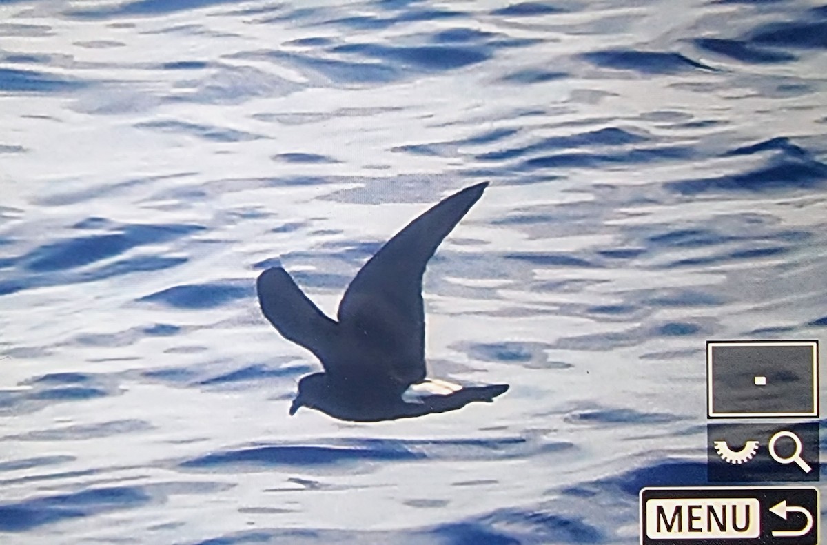 Townsend's Storm-Petrel - ML633118183