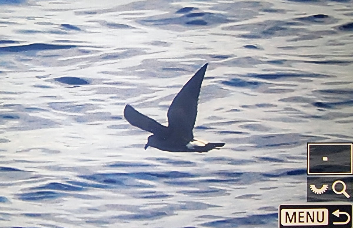 Townsend's Storm-Petrel - ML633118186
