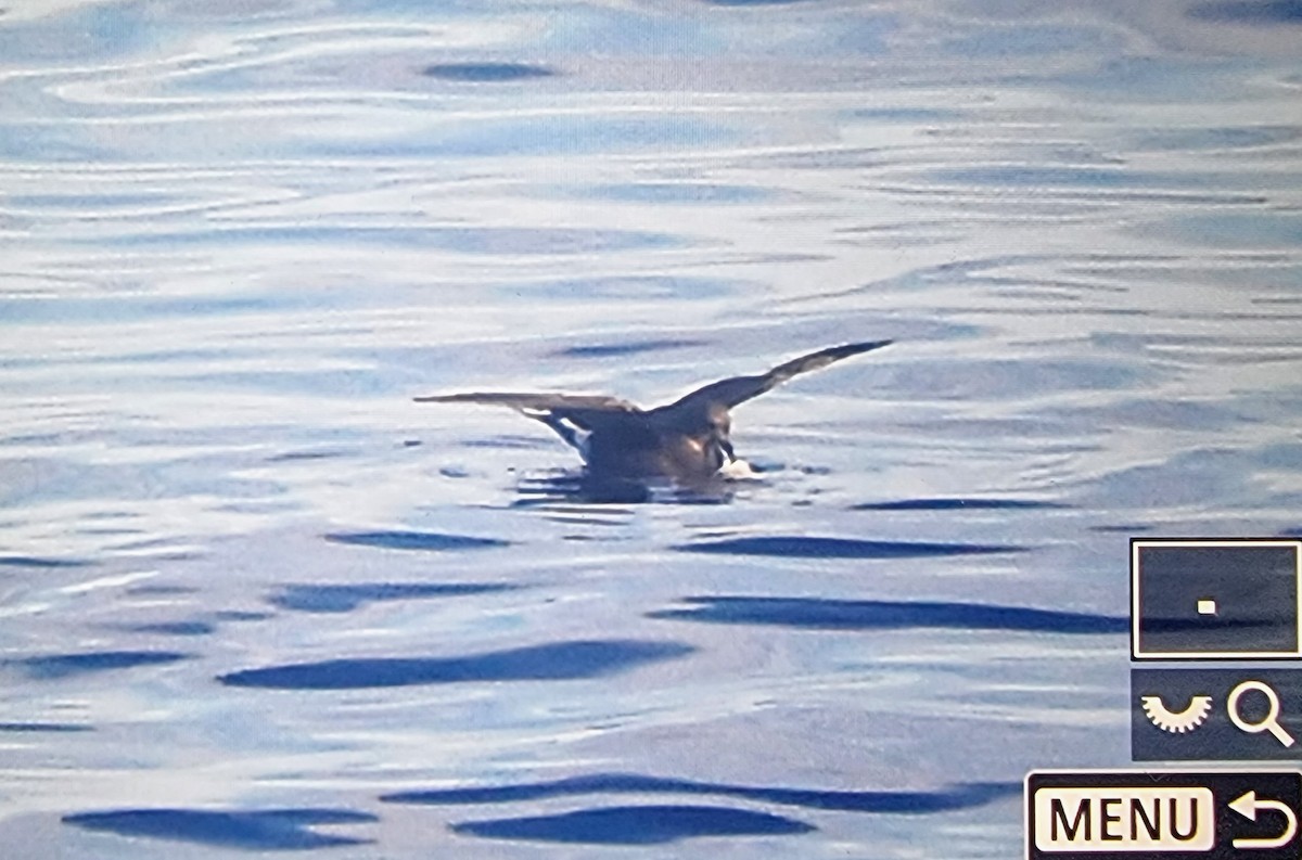 Townsend's Storm-Petrel - ML633118189