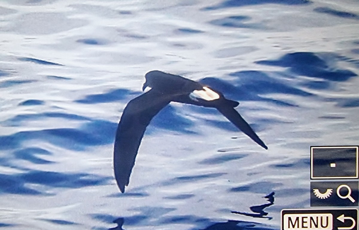 Townsend's Storm-Petrel - ML633118190