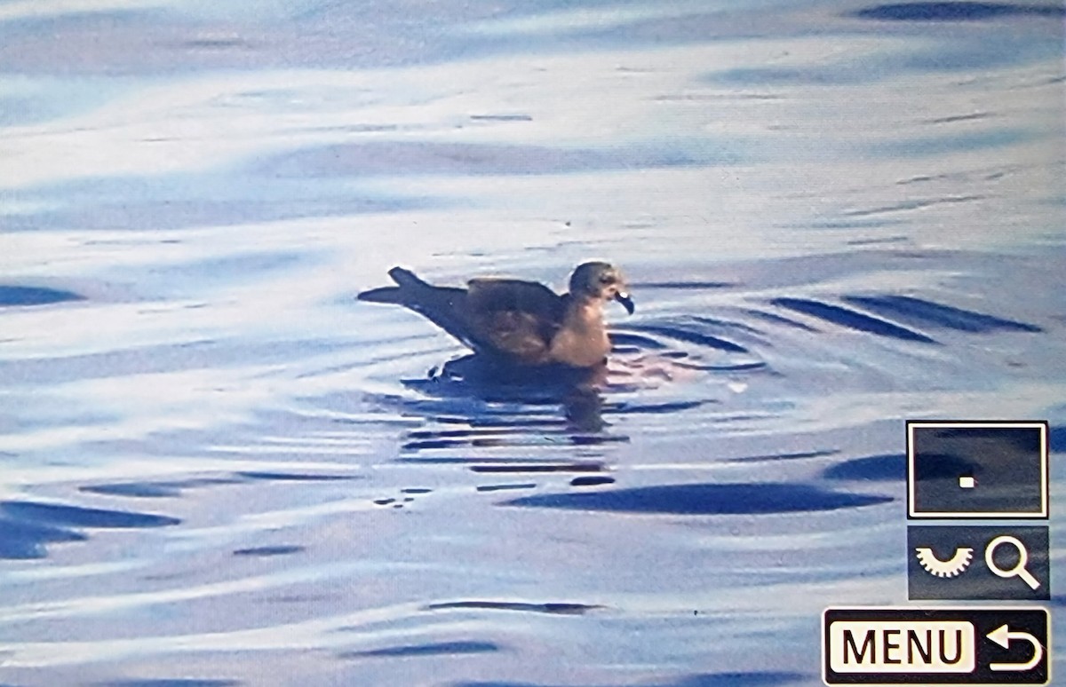 Townsend's Storm-Petrel - ML633118191