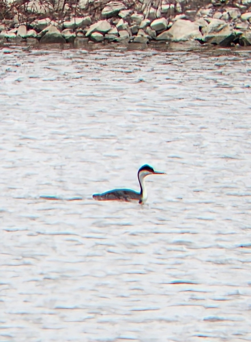 Western Grebe - ML633118221