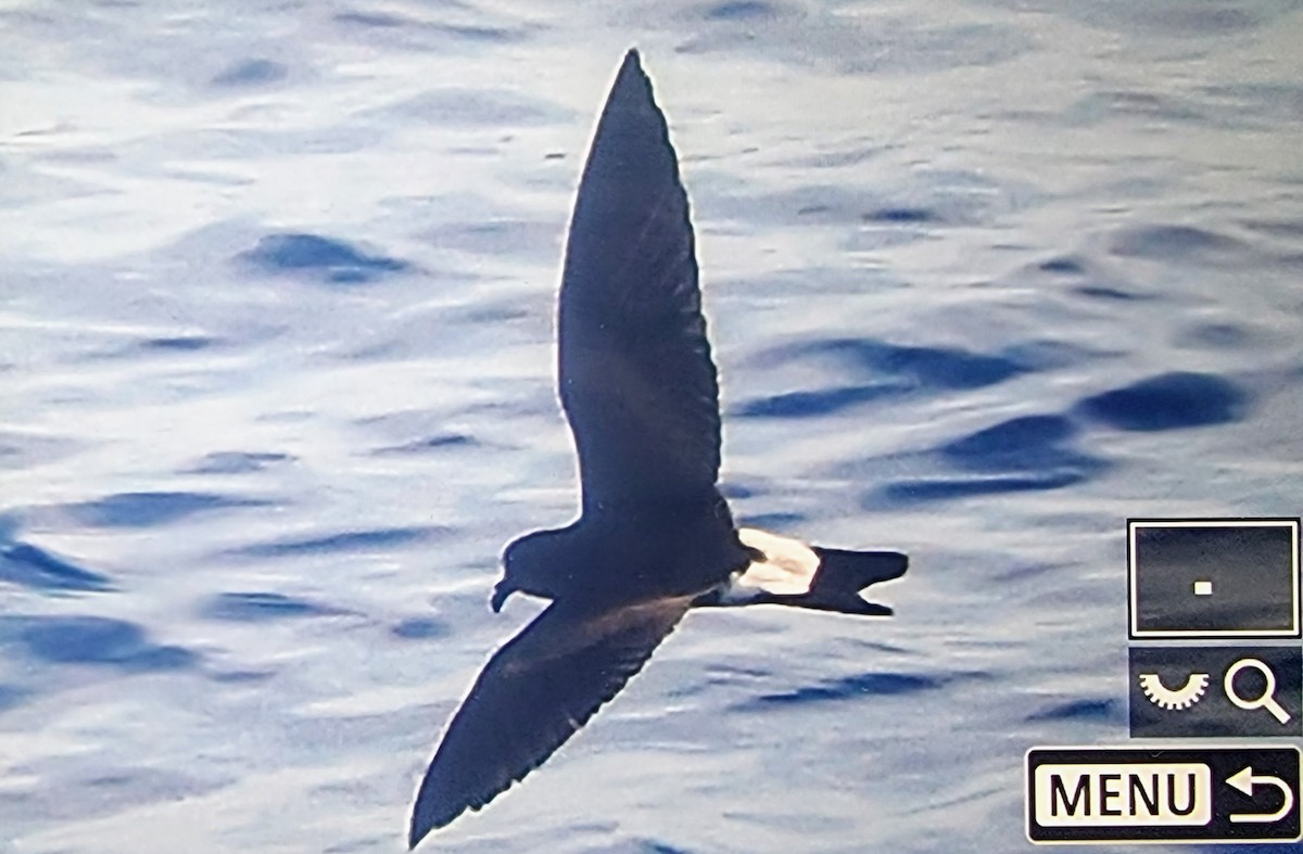 Townsend's Storm-Petrel - ML633118228