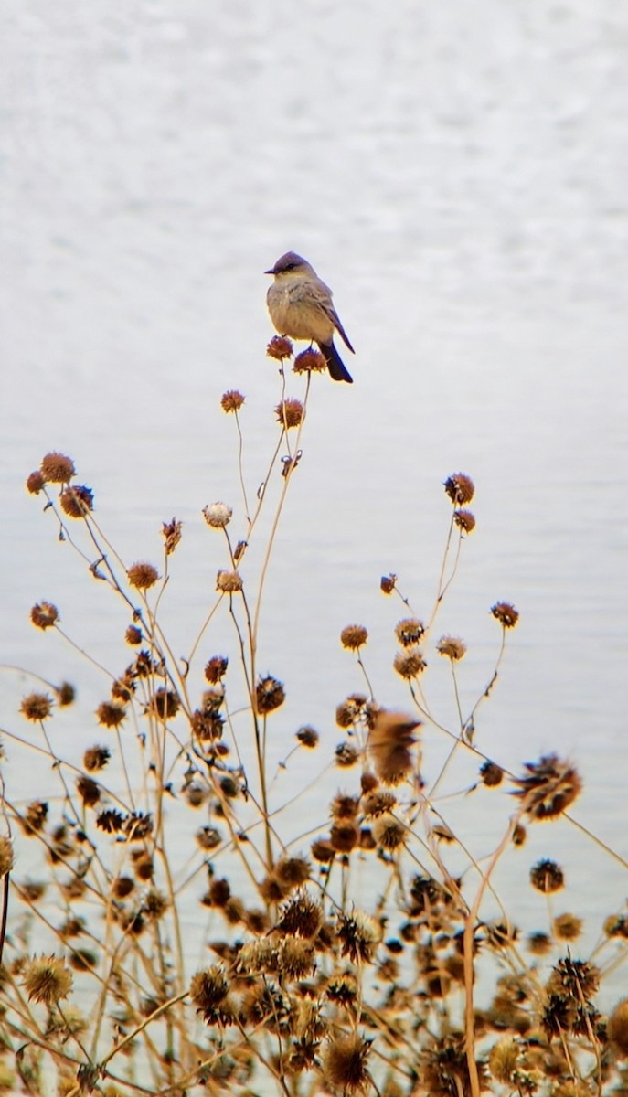 Say's Phoebe - ML633118309