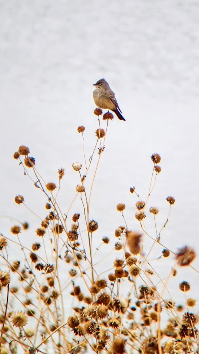 Say's Phoebe - ML633118311