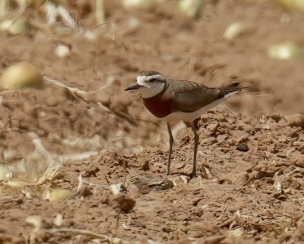Caspian Plover - ML633118410