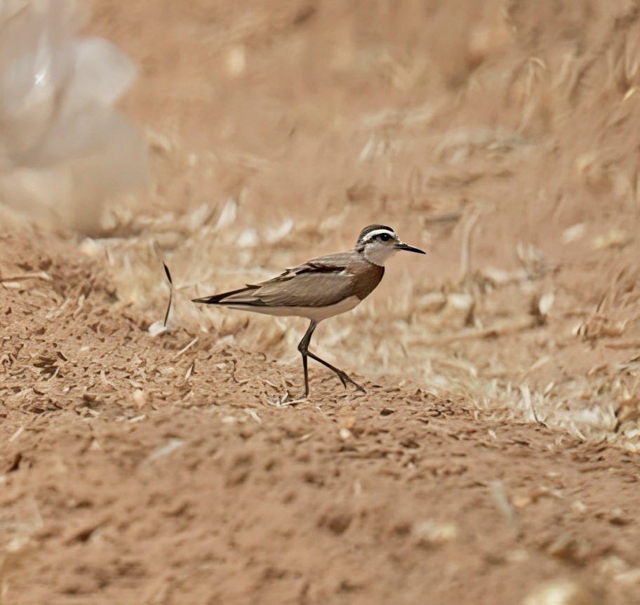 Caspian Plover - ML633118415