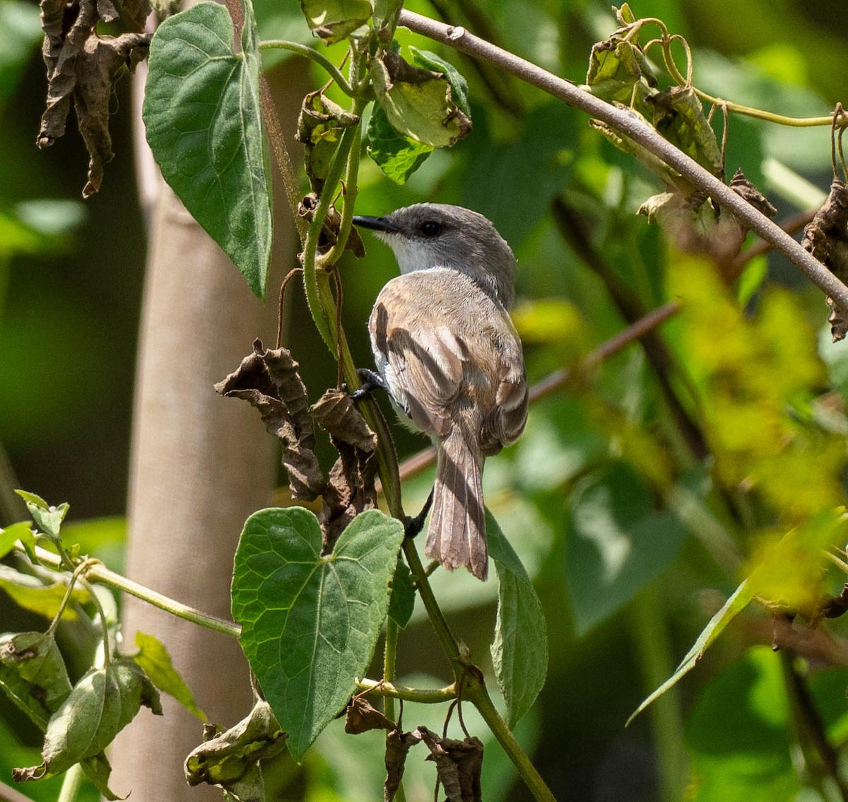 River Tyrannulet - ML633118632