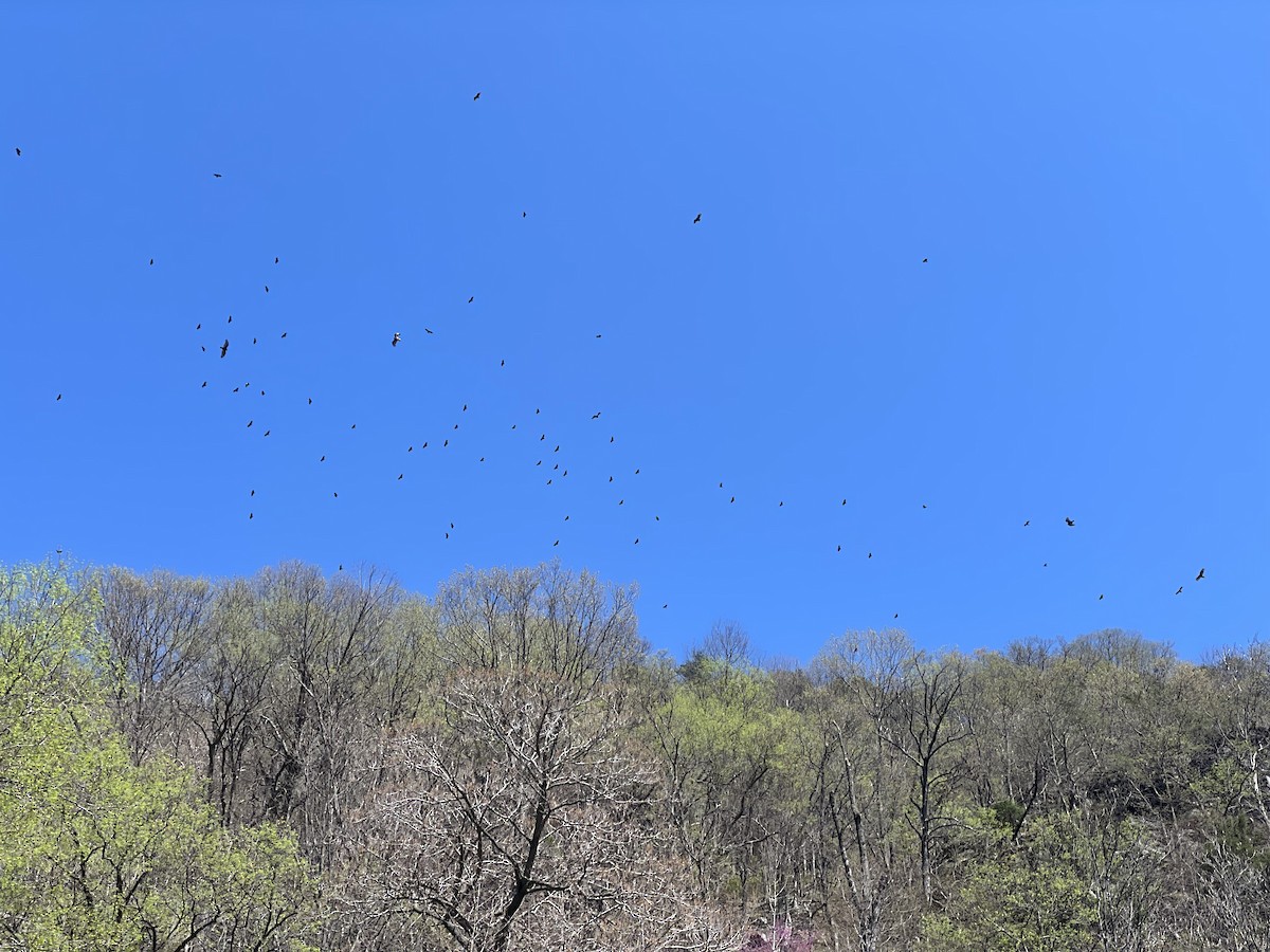 Black Vulture - ML633118644