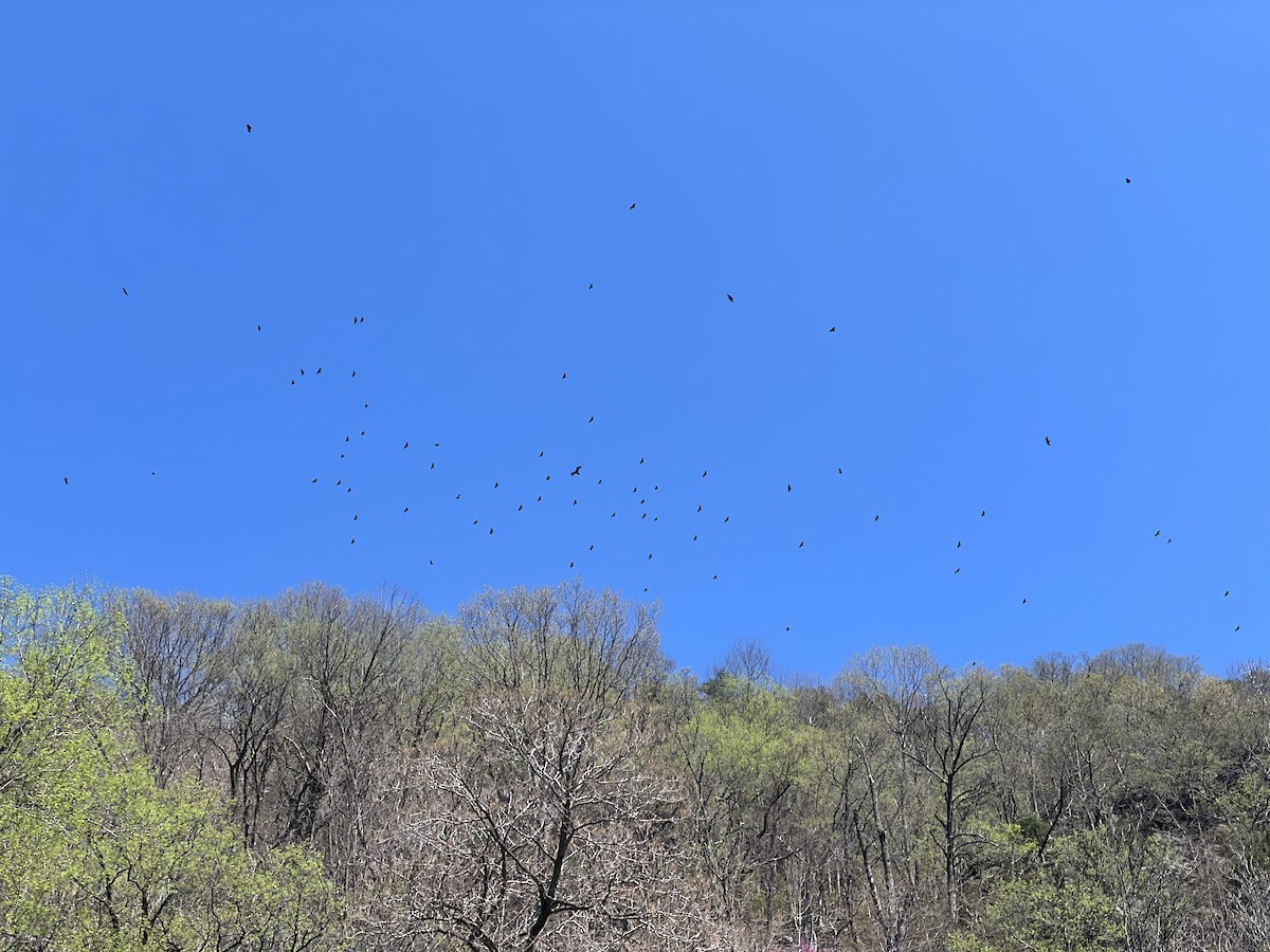 Black Vulture - ML633118645