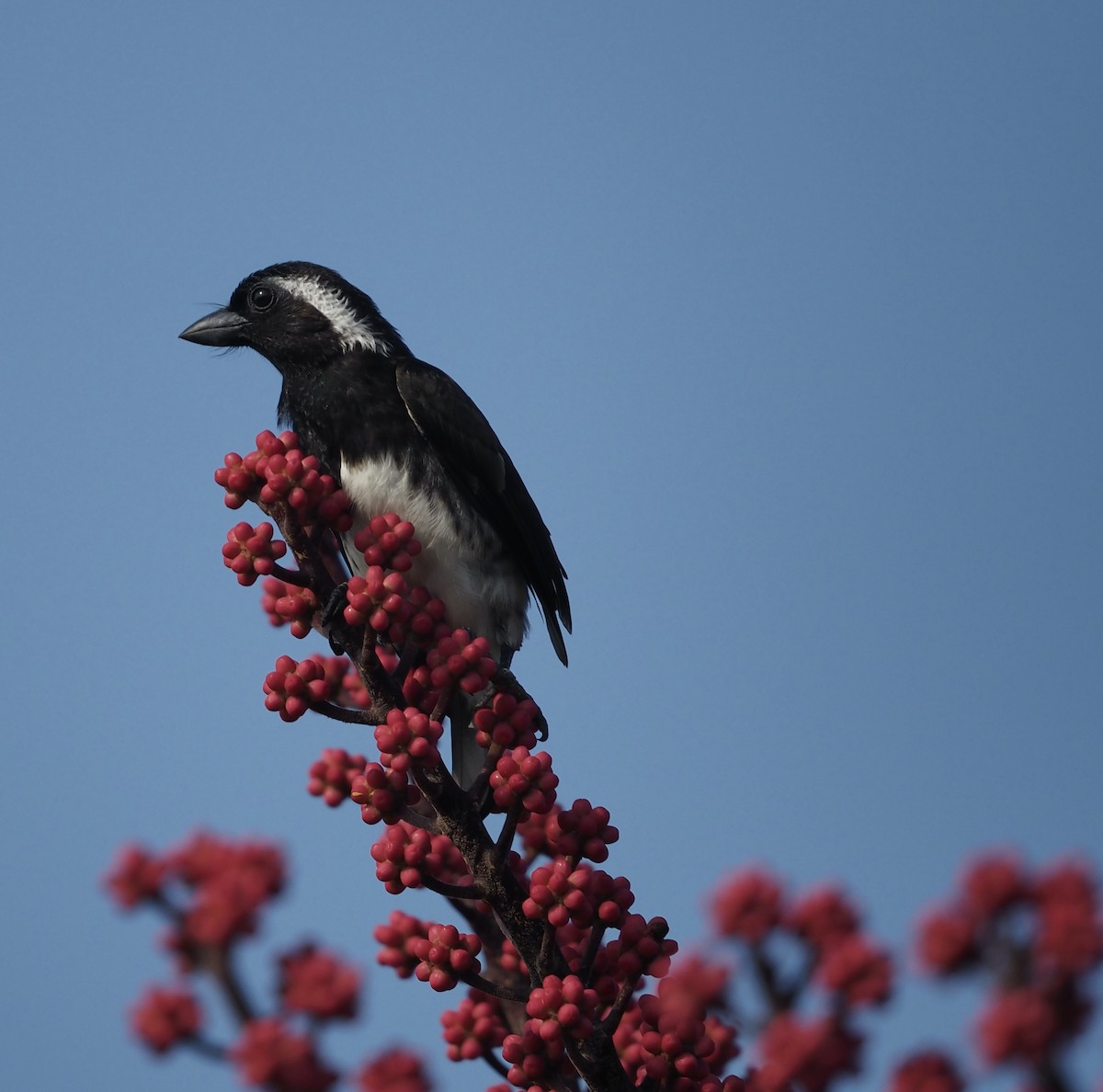 White-eared Barbet - ML633118707