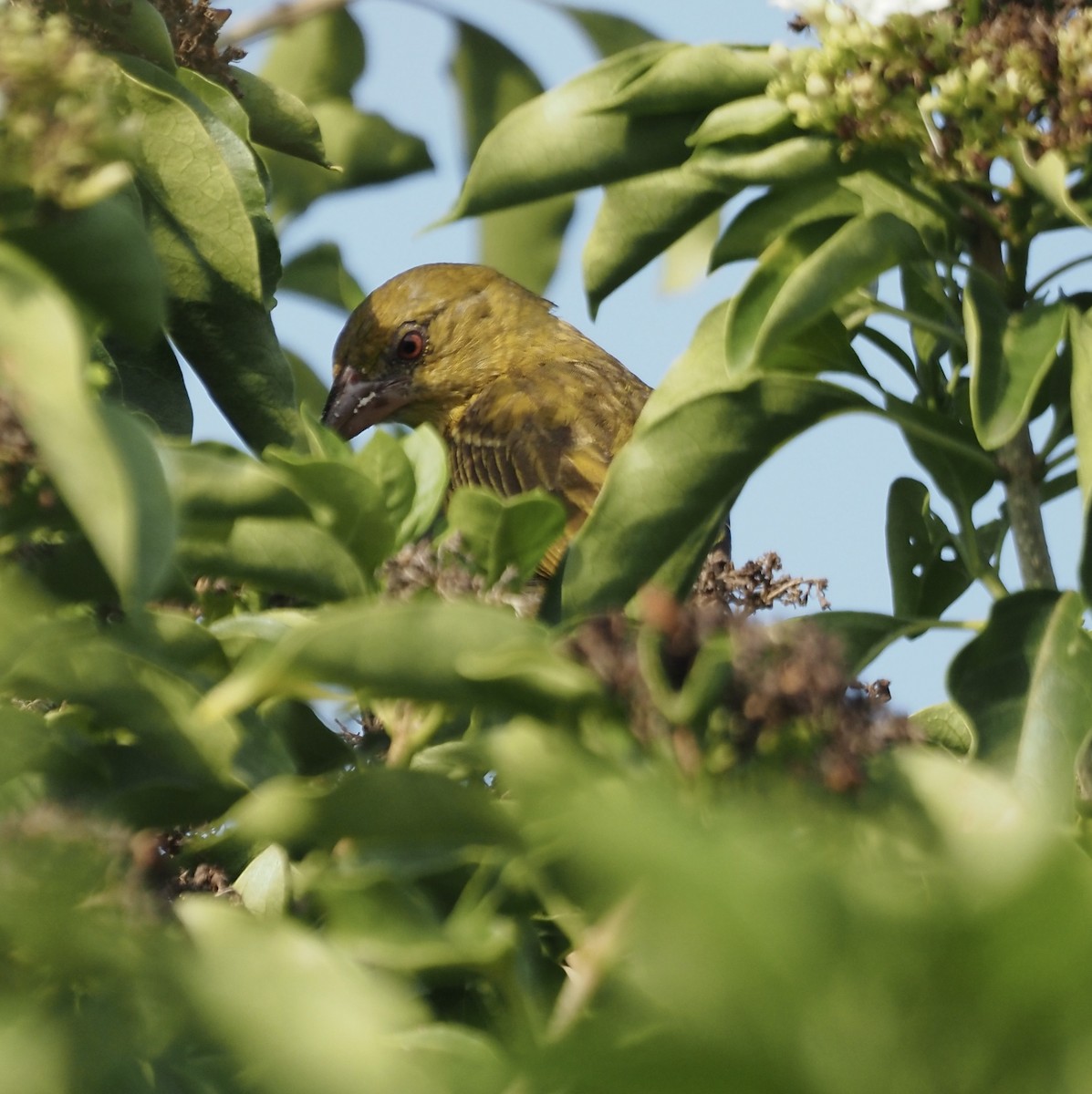 Village Weaver - ML633118710
