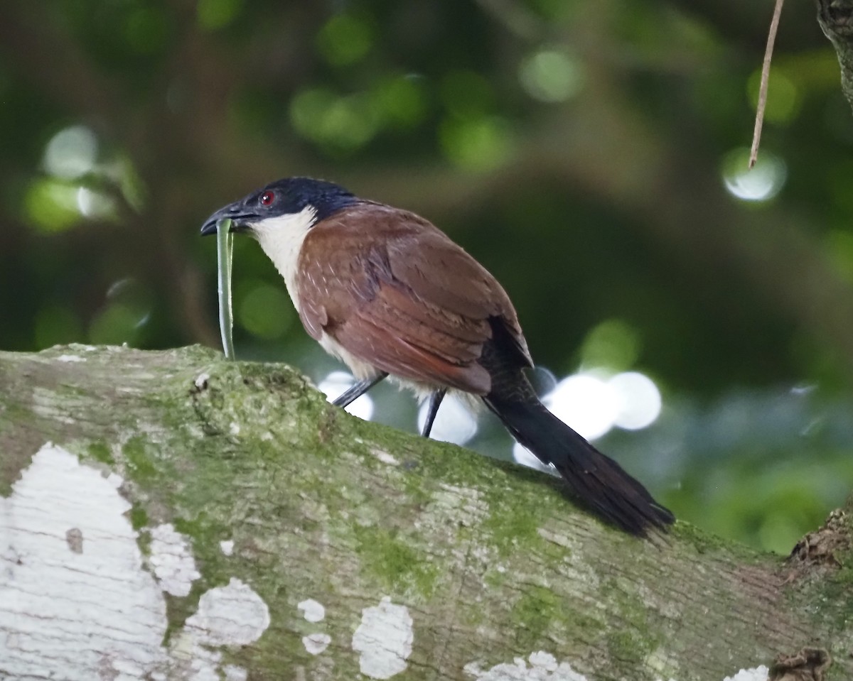 Burchell's Coucal - ML633118714