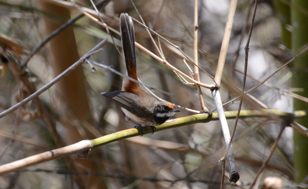 Arafura Fantail - ML633118747